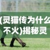 (灵猫传为什么不火)揭秘灵猫传下架原因，背后隐藏的故事与争议