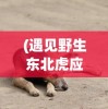 (遇见野生东北虎应该怎么办呢)遇见野生东北虎时应该如何应对？