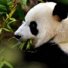 招财熊猫免费版下载-招财熊猫官网下载v.0.63