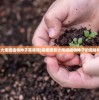 (暗影火炬城植物种子有啥用)探索暗影火炬城植物种子的奥秘和用途