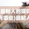 (最粘人的猫咪有哪些)最粘人的猫咪，深度解析猫咪的粘人特性及日常养护