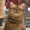 愤怒的奶奶大战猫恶作剧中文版下载-愤怒的奶奶大战猫恶作剧官方正版手游下载v.2.38