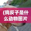 (狗反子是什么动物图片)狗反子是什么动物，深入解析与常见问答