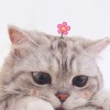 猫咪大作战无限猫罐头版中文下载手机版-猫咪大作战无限猫罐头版中文内置作弊菜单下载v.2.39