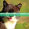 (萌萌军团重征攻略大全)萌萌军团重征攻略大全及常见问题解答