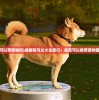 (成都车站可以带宠物吗)成都到马兰火车旅行：是否可以携带宠物猫一同出行？