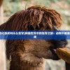 (在红尘幻境中迷失的意义与出路探寻了什么)在红尘幻境中迷失的意义与出路探寻
