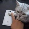 猫和西瓜版2024下载-猫和西瓜下载手机版v.1.48