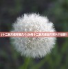 (十二翼天使有哪几个)为何十二翼天使却只有六个翅膀？