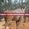 2024年澳门正版免费大全7456,动态词语解释落实_潮流版IP.8.411