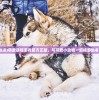 (萌宠大放送)萌宠送福游戏官方正版，与可爱小动物一起畅游新春祈福活动
