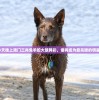 今天晚上澳门三肖兔羊蛇大放异彩，谁将成为最亮眼的明星？