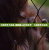 (全民攻城单机版官网)全民攻城单机版，深度分析与探索