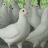 肉鸽鱼吃鱼手机版本官方下载安装-肉鸽鱼吃鱼手机版安卓版下载v.7.21