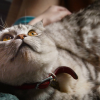 猫咪和汤无限钻石全解锁最新版2024下载-猫咪和汤无限钻石官方版下载v.6.27