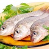 肉鸽鱼吃鱼免广告版中文版安卓下载-肉鸽鱼吃鱼免广告版手游正版下载v.9.50