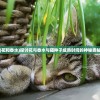 (花和香水)探讨花与香水与猫种子成熟时间的神秘奥秘
