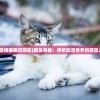 (猫灵相册猫灵图鉴)猫灵相册：穿梭动漫世界的冒险之旅