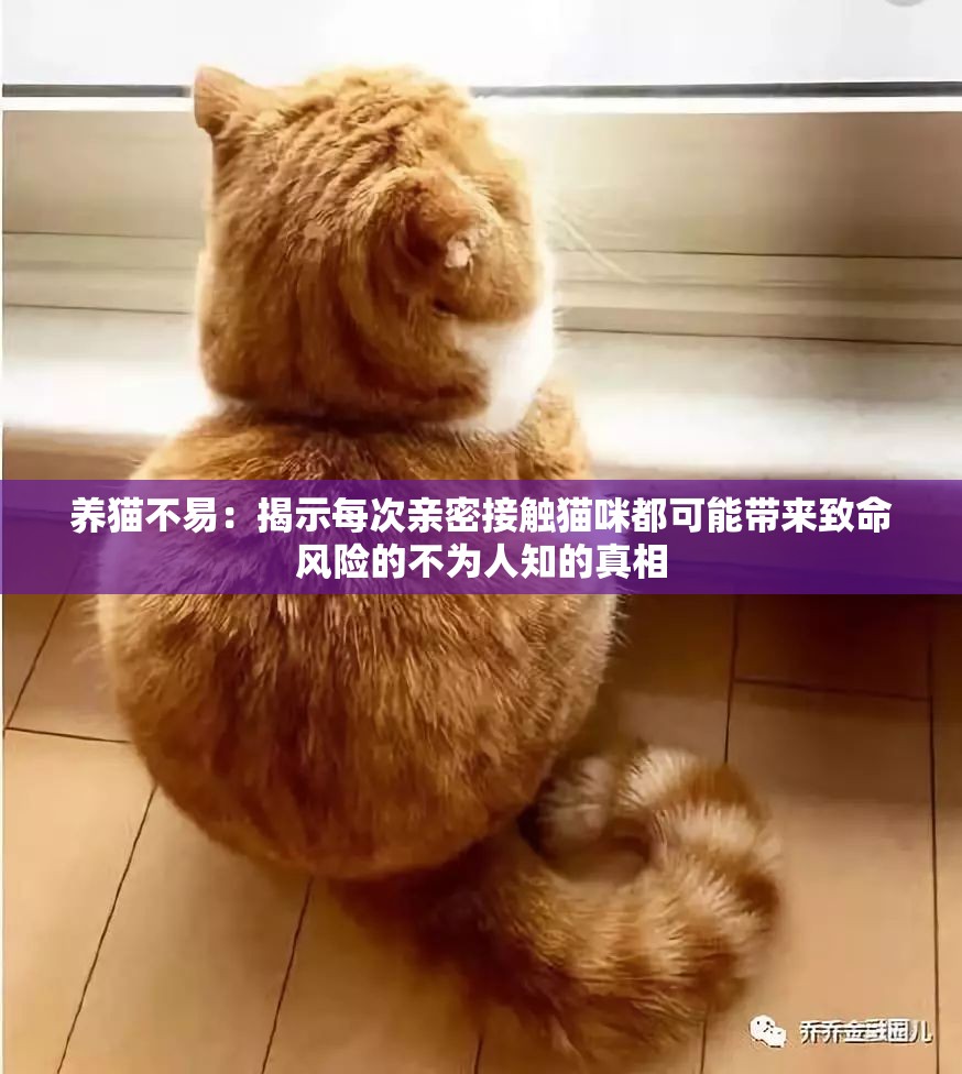 养猫不易：揭示每次亲密接触猫咪都可能带来致命风险的不为人知的真相