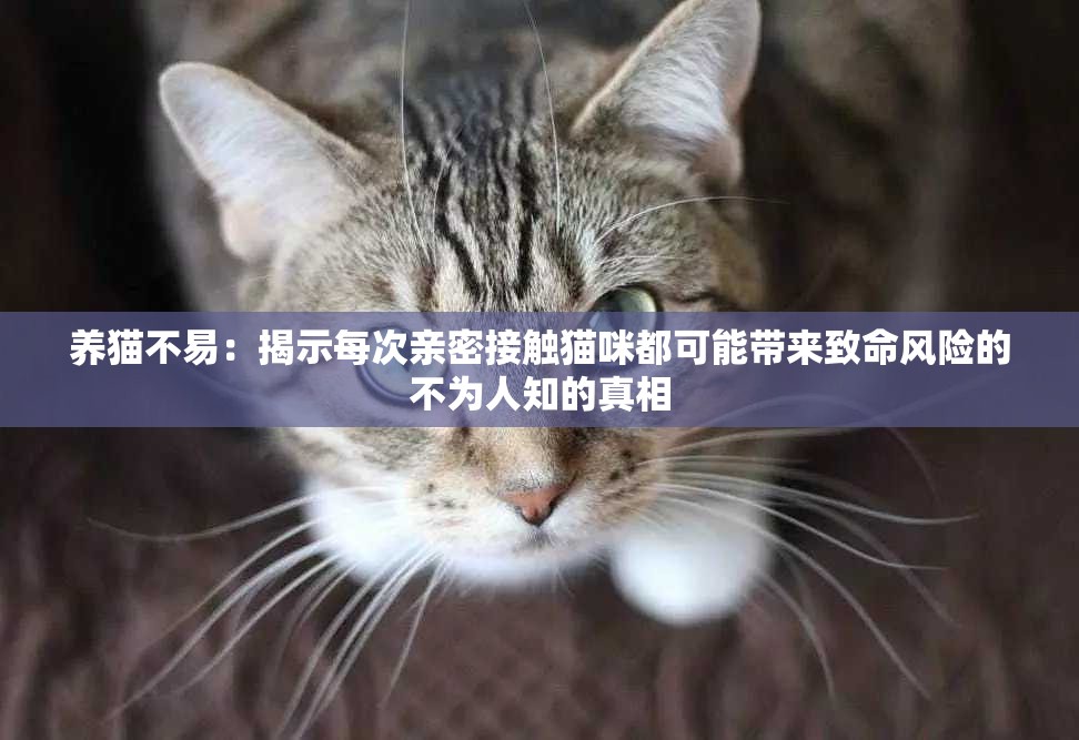 养猫不易：揭示每次亲密接触猫咪都可能带来致命风险的不为人知的真相