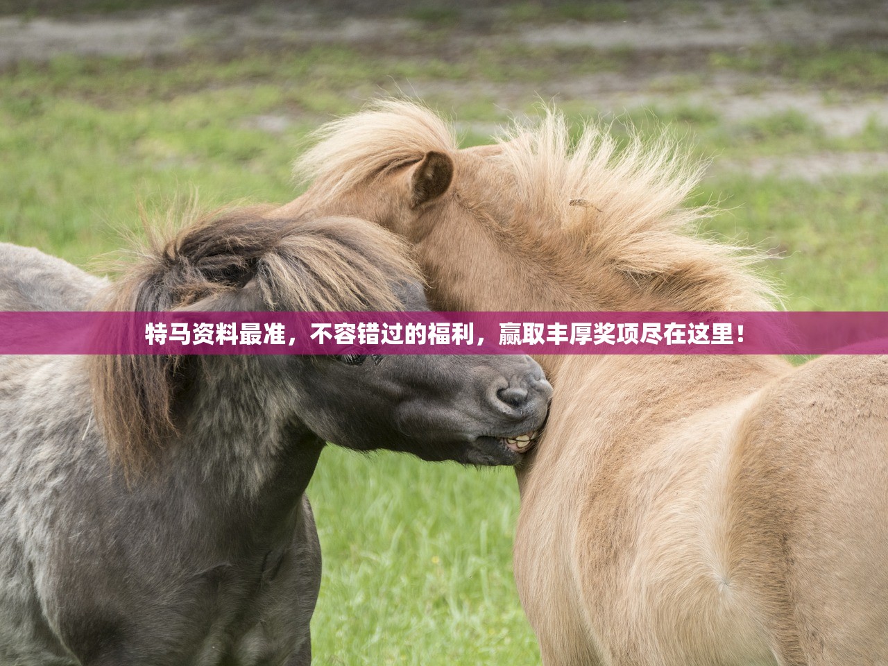 特马资料最准，不容错过的福利，赢取丰厚奖项尽在这里！