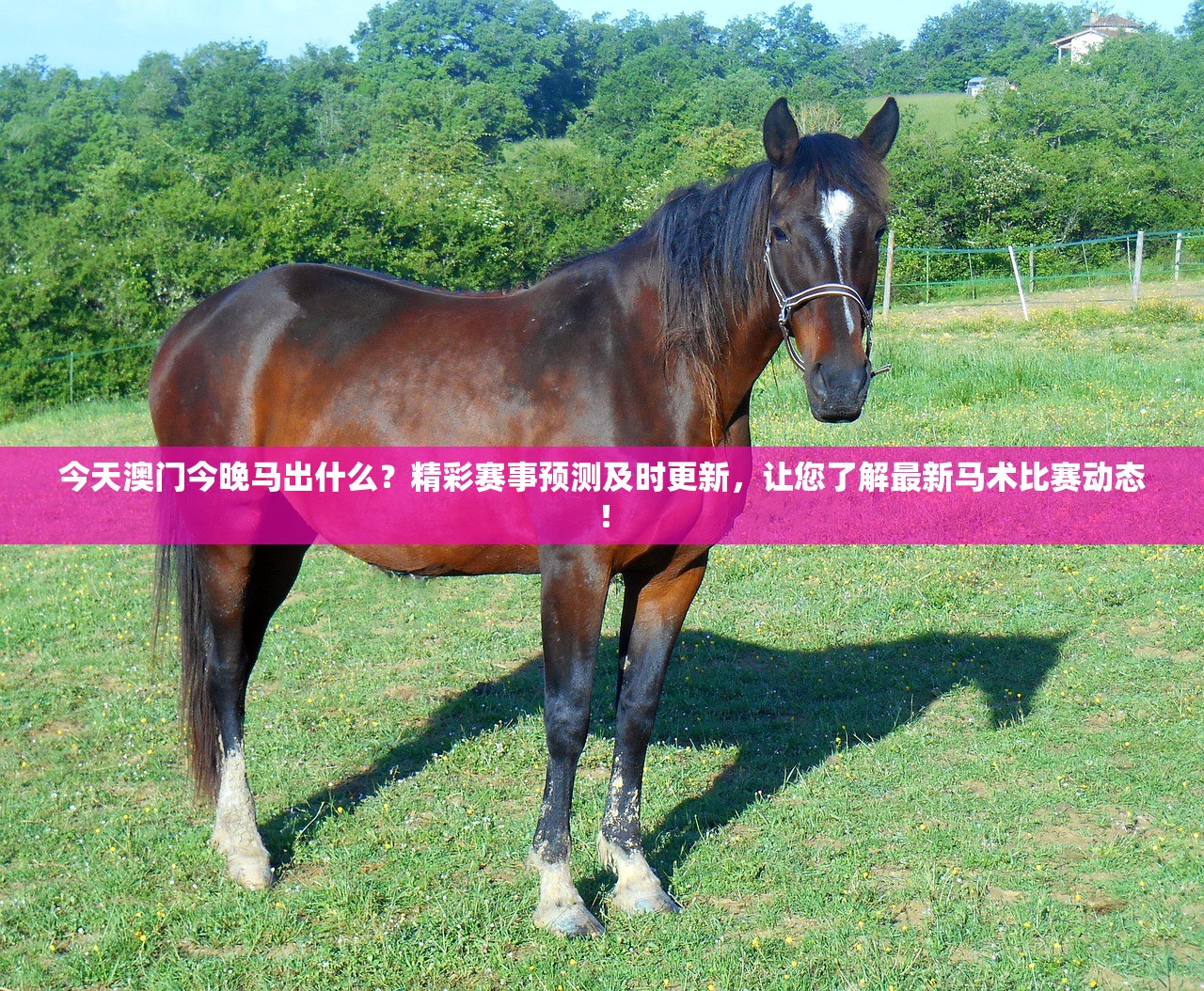 今天澳门今晚马出什么？精彩赛事预测及时更新，让您了解最新马术比赛动态！