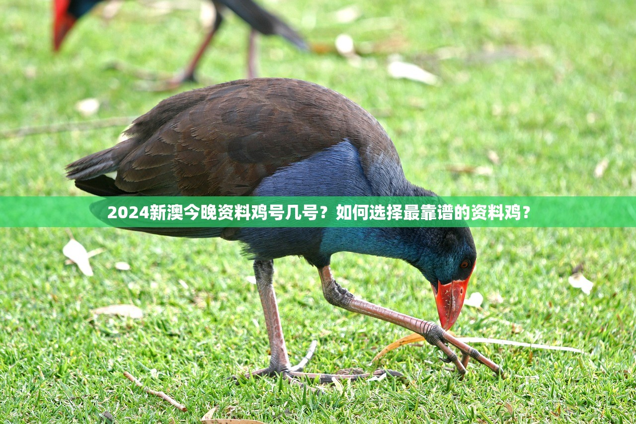 2024新澳今晚资料鸡号几号？如何选择最靠谱的资料鸡？