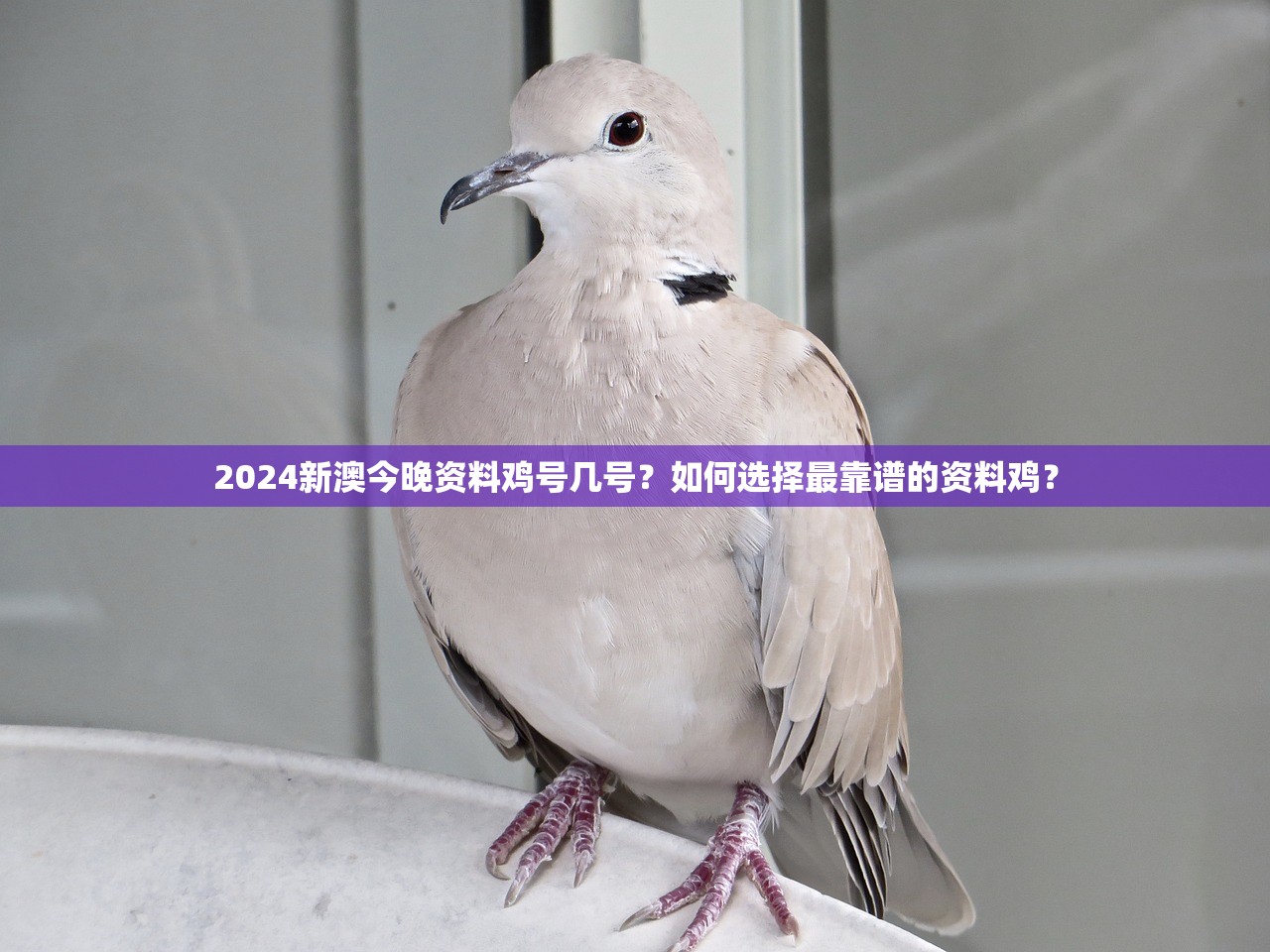 (纵横天下国语版40集全在这个平台)纵横天下国语版，全面解析40集剧情及特色