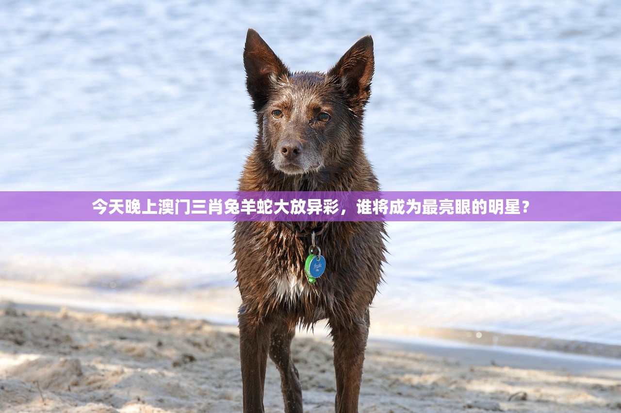 今天晚上澳门三肖兔羊蛇大放异彩，谁将成为最亮眼的明星？