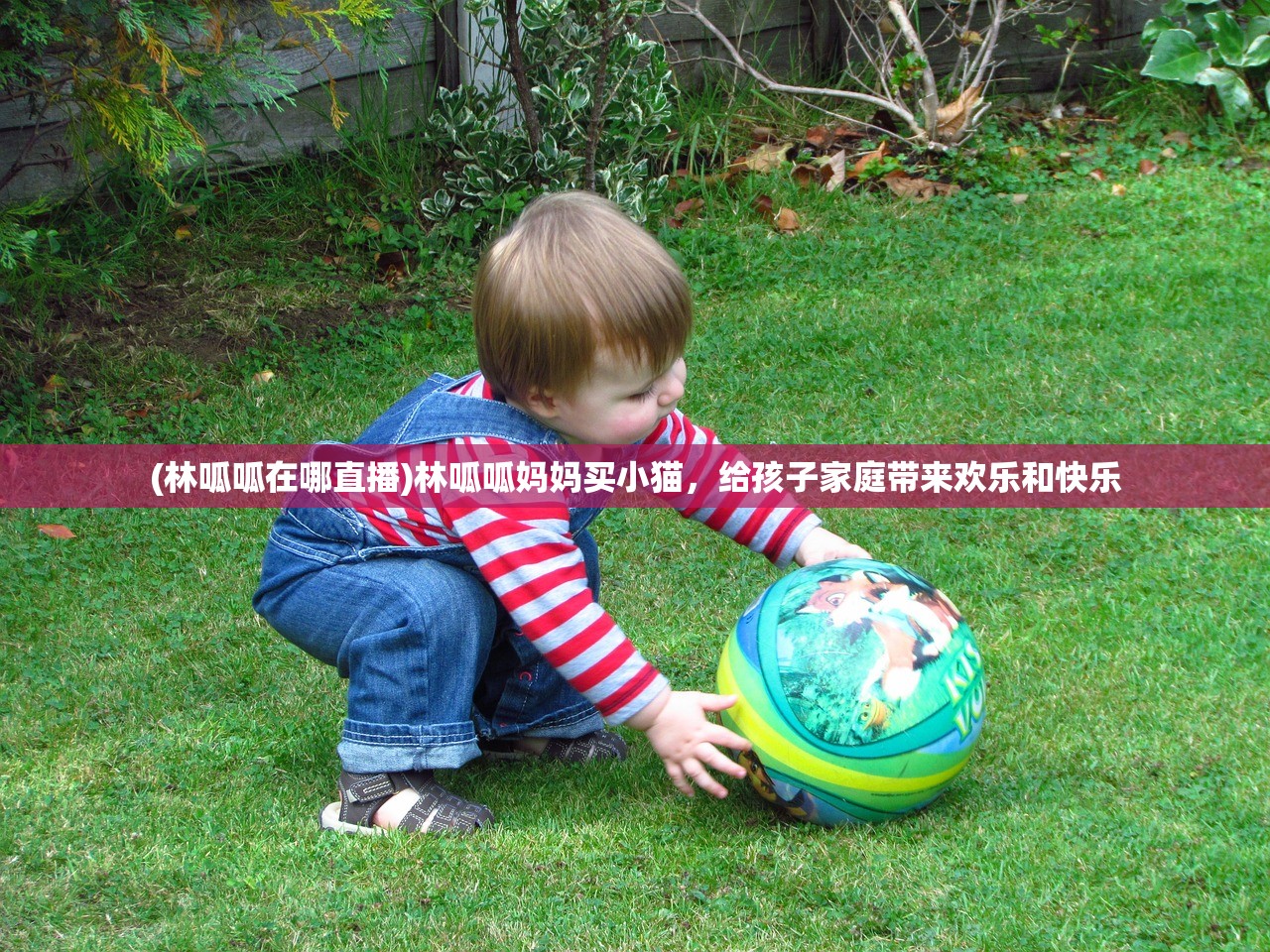 (林呱呱在哪直播)林呱呱妈妈买小猫，给孩子家庭带来欢乐和快乐