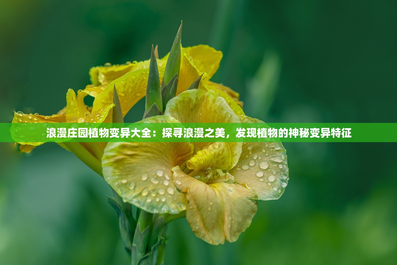 浪漫庄园植物变异大全：探寻浪漫之美，发现植物的神秘变异特征