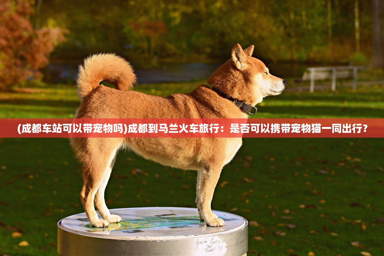 (成都车站可以带宠物吗)成都到马兰火车旅行：是否可以携带宠物猫一同出行？