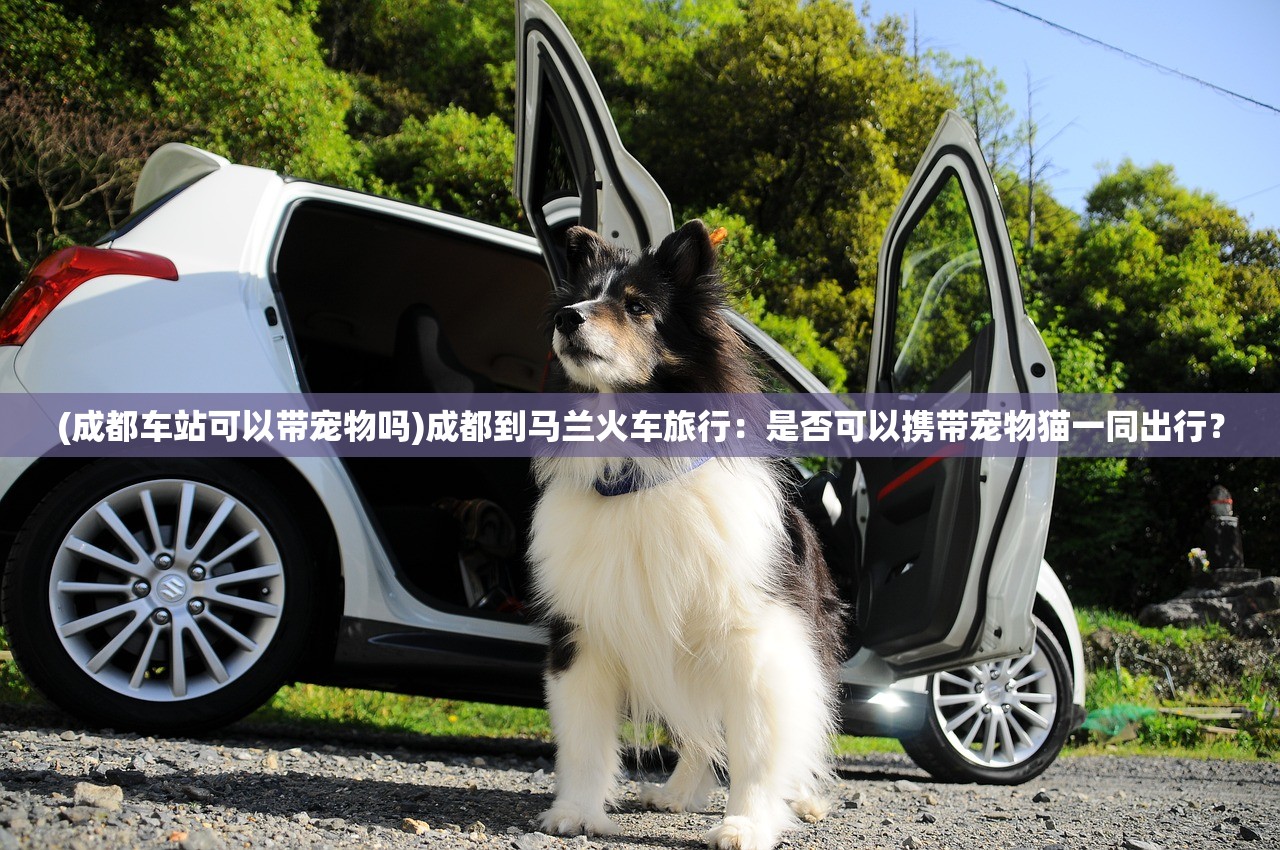 (成都车站可以带宠物吗)成都到马兰火车旅行：是否可以携带宠物猫一同出行？