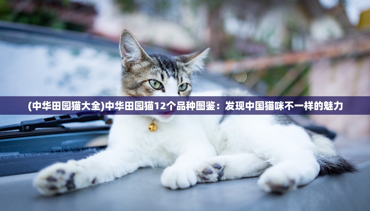 (中华田园猫大全)中华田园猫12个品种图鉴：发现中国猫咪不一样的魅力