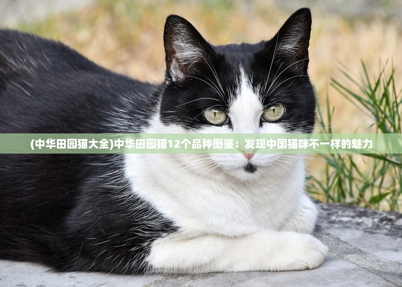 (中华田园猫大全)中华田园猫12个品种图鉴：发现中国猫咪不一样的魅力