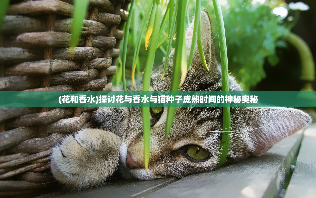 (花和香水)探讨花与香水与猫种子成熟时间的神秘奥秘