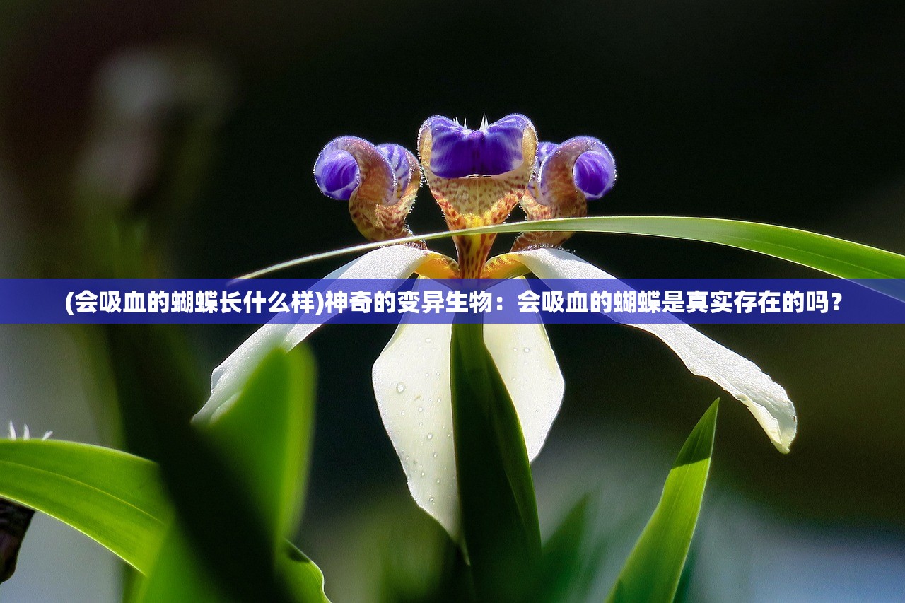 (会吸血的蝴蝶长什么样)神奇的变异生物：会吸血的蝴蝶是真实存在的吗？