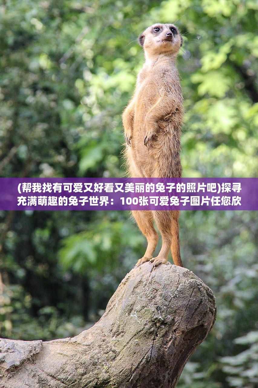 (帮我找有可爱又好看又美丽的兔子的照片吧)探寻充满萌趣的兔子世界：100张可爱兔子图片任您欣赏