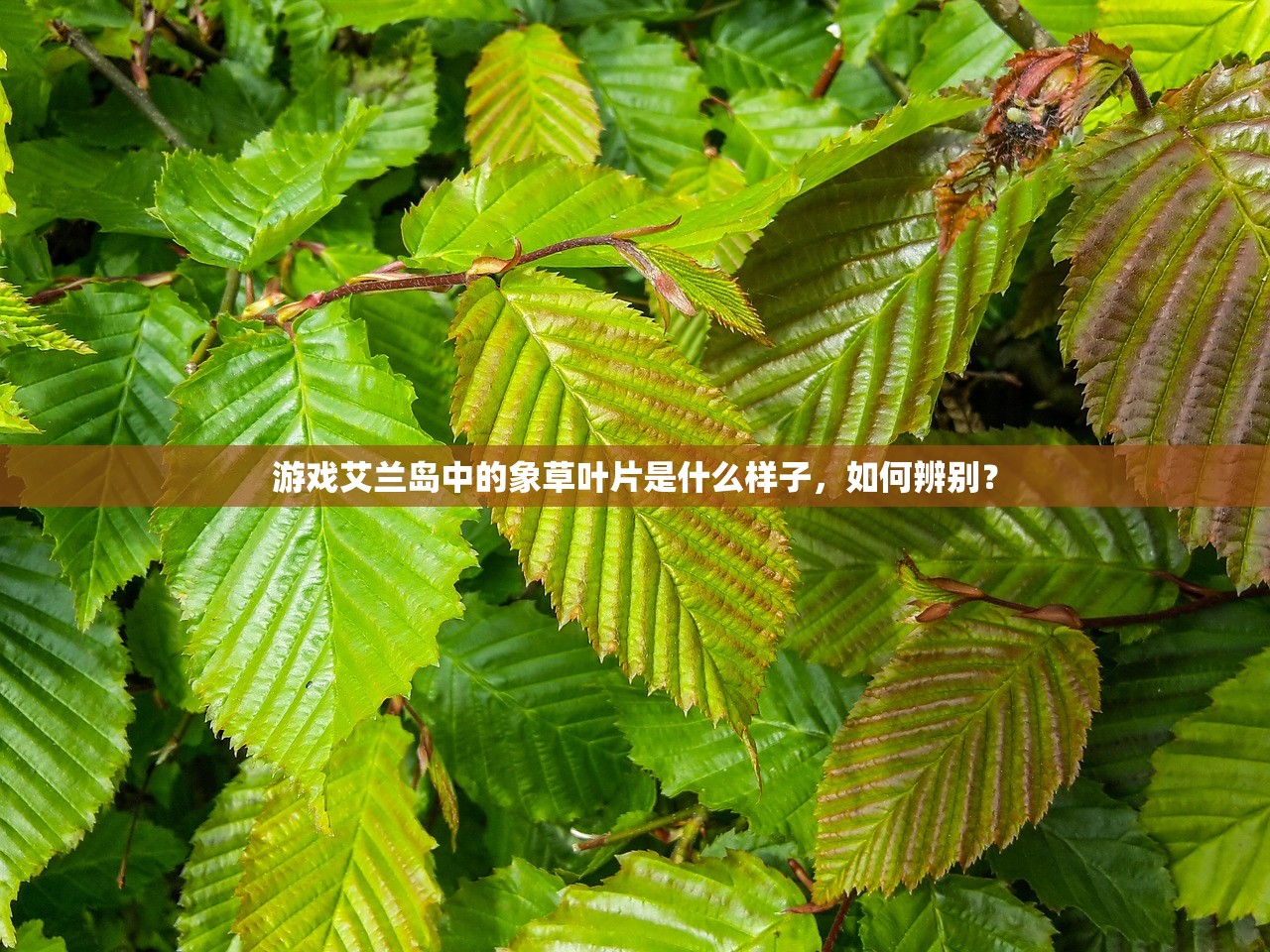 (仙魔尘缘攻略升级材料)仙魔尘缘攻略大全及常见问题解答