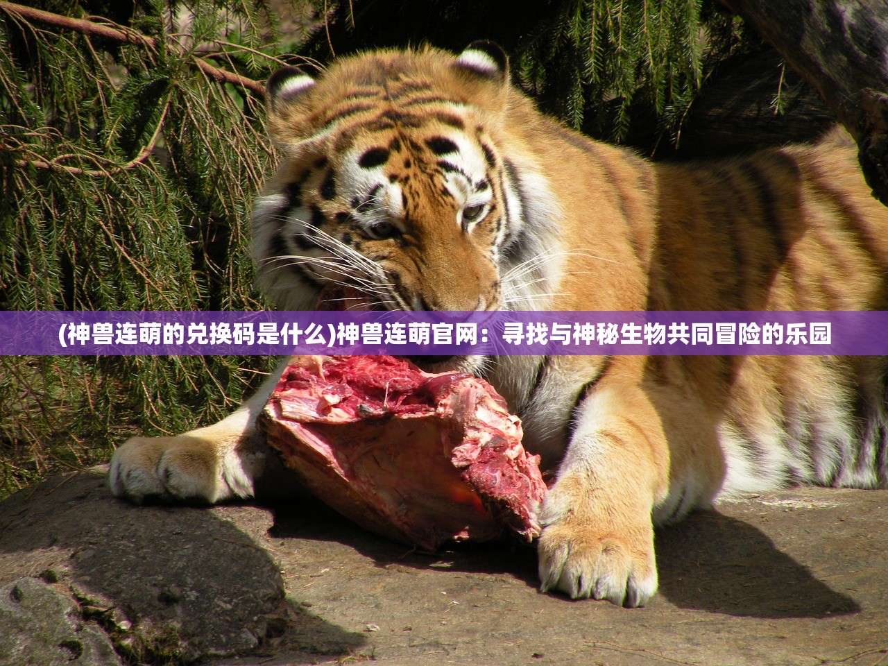 (乌龙院之活宝传奇第二季免费全集可下载)乌龙院之活宝传奇第二季，免费全集的魅力与传奇