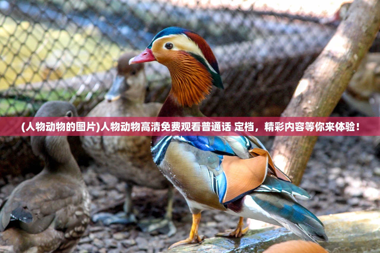 (神都探奇要倒闭了吗最新消息)神都探奇是否面临倒闭危机？探究其背后的真相
