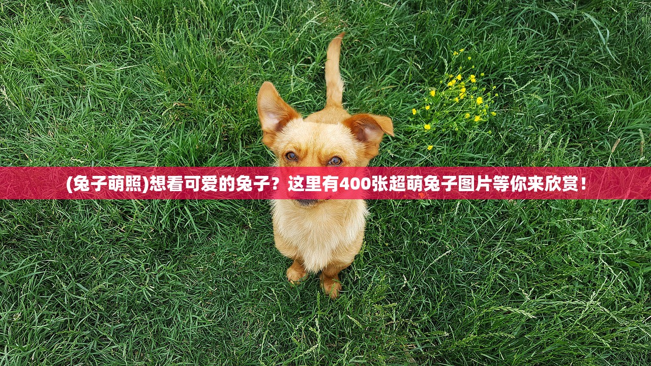 (空中战魂ol)空中战魂火凤凰单职业，探索与解析
