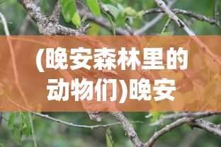 (悲伤蛙作者)悲伤蛙的创业日记，免广告的创业之路探索