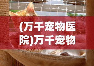 (塔尔战纪龙珠最佳阵容推荐)塔尔战纪龙珠，最佳阵容攻略与解析