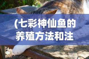 (刀使巫女刻印一闪的灯火动漫)刀使巫女刻印与一闪的灯火，神秘符号与古老传统的交织