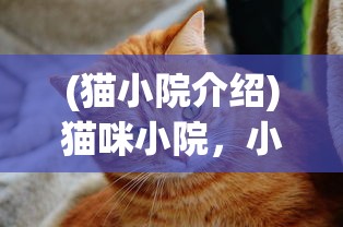(指尖王者阵容搭配)指尖王者，电竞新时代的巅峰之战