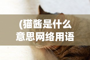 (神火大陆秘闻位置攻略大全图解 秘闻解锁合集)神火大陆秘闻位置攻略大全图解，探索神秘世界的指南