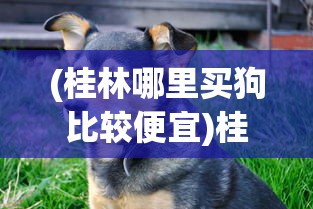 (变形金刚 前线)变形金刚前线现在叫什么，一个时代的记忆与变迁