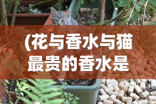 (龙鸣游戏是什么意思)揭秘龙鸣游戏的含义与魅力