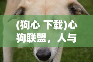 (狗心 下载)心狗联盟，人与犬的深厚情感纽带